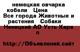 немецкая овчарка кобели › Цена ­ 25 000 - Все города Животные и растения » Собаки   . Ненецкий АО,Усть-Кара п.